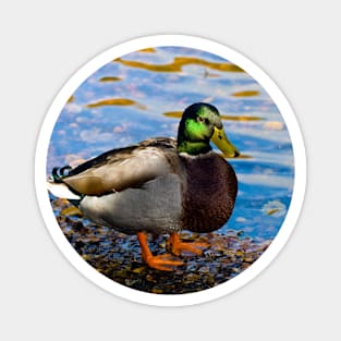 Mallard Duck Magnet